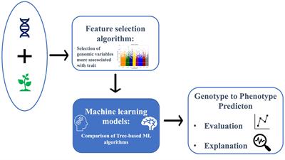 Explainable artificial intelligence for genotype-to-phenotype prediction in plant breeding: a case study with a dataset from an almond germplasm collection